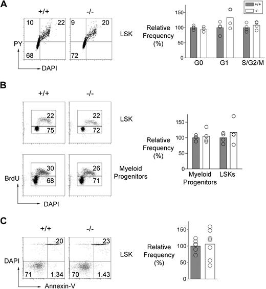Figure 5. Cell-cycle status and apoptosis of Mll5−/− HSC. (A, left) Representative FACS data showing Pyronin-Y and DAPI staining of LSK cells from an Mll5−/− mouse and a control littermate. The gates used to discriminate cells in different stages of the cell cycle are shown. (Bottom left quadrant) G0; top left quadrant: G1; top right quadrant: S/G2/M. (Right panel) The graph summarizes cell-cycle data obtained from Mll5−/− and control mice (4 mice per group). (B, left) Representative FACS data showing BrdU incorporation in LSK and myeloid progenitor (Lin−, Sca-1−, c-kit+) cells from an Mll5−/− mouse and a control littermate following a single injection of BrdU (1 mg) 2 hours before analysis. (Right panel) The graph shows the relative frequencies of BrdU+ cells in LSK and myeloid progenitor populations from Mll5−/− and control mice (4 mice per group). (C, left) Representative FACS data showing annexin-V and DAPI staining of LSK cells in an Mll5−/− mouse and a control littermate. (Right) The graph shows the relative frequencies of apoptotic (annexin-V+ DAPI−) LSK cells in Mll5−/− and control littermate mice (7 mice per group).