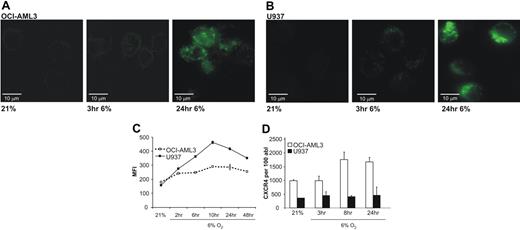 Figure 2. AML cell lines up-regulate CXCR4 within the first 2 – 10 hours of physiologic hypoxia. Up-regulation of transcription seems not to be involved as a major factor of increased expression. (A) Live microscopy (40×/1.5 NA) of OCI-AML3 cells after incubation with FITC-labeled CXCR4 antibody. Images show not only an increase of total CXCR4 as early as 3 hours after start of hypoxia, but also a distinct punctate pattern. (B) U937 cells show an identical behavior with rapid increase of CXCR4 and characteristic pattern. (C) Flow cytometry reveals increased CXCR4 as soon as 2 hours after initiation of hypoxia. (D) Real time RT-PCR for CXCR4 cDNA of OCI-AML3 and U937 cells. Transcriptional activity increases only 8 hours after hypoxia and only to a moderate extent (∼2-fold) in OCI-AML3, and not at all in U937. Graphs show mean and SD.