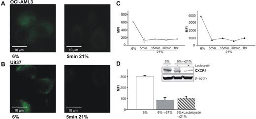 Figure 4. Reexposure of AML cells adjusted to 6% O2 result in a very rapid loss of surface and total CXCR4. (A) Live imaging (40×/1.5 NA) of OCI-AML3 cells at 6% (left) and 5 minutes reoxygenation with 21% O2 (right) show the loss of bound FITC-labeled CXCR4 antibody. (B) Similar results are found for U937 cells. (C) Flow cytometric analysis of OCI-AML3, either surface-stained or fixed with 2% PFA and methanol permeabilized for total CXCR4, shows a simultaneous loss of surface CXCR4 (left, ○) and total protein (right, ▴) within 5 minutes. Graphs show means and SD. (D) Treatment of OCI-AML3 with proteasome inhibitor lactacystin (10 mM) before reoxygenation prevents neither loss of surface expression of CXCR4 by flow cytometry nor total CXCR4 by Western blotting.