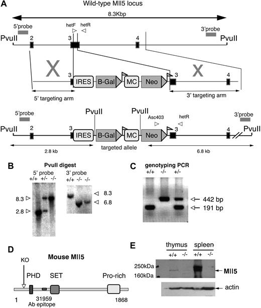 Figure 1. Generation of Mll5tm1Apa mice. (A) Schematic representation of the genomic structure of the portion of Mll5 locus between PvuII restriction enzyme sites (top), the targeting vector (middle), and the portion of the targeted allele between PvuII sites (bottom). Exons are represented by solid boxes and LoxP sequences as triangular flags. The positions of primers for genotyping analysis (arrowheads labeled hefF, hetR, and Asc403) and probes used for Southern blots (double-headed arrows) are indicated. The Neo gene under the controls of the MC promoter is flanked by LoxP sequences. The IRES-LacZ cassette was designed to be driven off the endogenous Mll5 promoter. (B) Southern blot of genomic DNA from Mll5tm1Apa homozygous (−/−), Mll5tm1Apa heterozygous (+/−), and wild-type (+/+) mice cut with PvuII and hybridized with the external probes as indicated in A. (C) Mice were genotyped by PCR with the primers (indicated in A) and a representative gel is shown. Amplification with primers hetF and hetR (wild-type allele) yielded a 191-bp product, whereas amplification with primers Asc403 and hetR (recombinant allele) yielded a 442-bp product. (D) Schematic representation of the murine Mll5 protein depicting the domains of the mouse Mll5 protein and the truncation (labeled KO, if the protein were to be translated) of knockout protein. The epitope of the antibody 31 959 is also indicated. (E) Western blot of thymus and spleen from −/− and +/+ animals, blotted with anti-Mll5 polyclonal antibody (top panel; 31 959 epitope indicated in D) or anti-ACTIN (Santa Cruz Biotechnology, Santa Cruz, CA) antibody (bottom panel).
