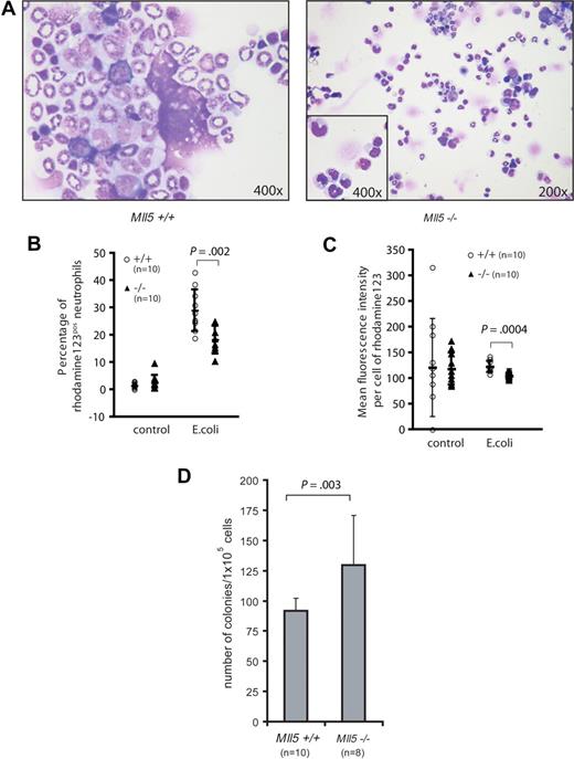 Figure 4. Neutrophils from Mll5−/− mice are functionally impaired. (A) Cytospin preparation of BM cells from 5-month-old wild-type (left, original magnification ×400) and Mll5−/− (right, original magnification ×200, inset ×400) animals stained with Wright Giemsa stain. Quantification of the oxidative burst activity of neutrophils in peripheral blood (PB) of Mll5+/+ and −/− mice. (B) Percentage of neutrophils producing reactive oxidants and (C) enzymatic activity of reactive oxidants per cell. (D) Eight-week-old Mll5−/− mice have increased numbers of granulocyte progenitors; graph depicts mean and SD of 10-day G-CSF–responsive colony-forming cells formed per 105 bone marrow cells.