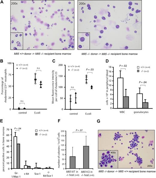 Figure 5. The neutrophil defect in Mll5−/− mice is cell-autonomous. (A) Cytospin preparations of bone marrow cells stained with Wright Giemsa stain from Mll5−/− recipients that were transplanted with bone marrow cells from Mll5+/+ (left, original magnification ×200, inset digitally enlarged) or Mll5−/− (right, original magnification ×200, inset ×400) mice, harvested 6 months after transplantation. Quantification of the oxidative burst activity of neutrophils in peripheral blood of Mll5−/− mice transplanted with Mll5+/+ (n = 4) or Mll5−/− (n = 2) bone marrow, 8 weeks after transplantation. Graphs showing (B) percent of neutrophils producing reactive oxidants and (C) enzymatic activity of reactive oxidants per cell. (D) Mean and SD of reconstituted hematopoietic cells in peripheral blood of Mll5−/− recipients transplanted with Mll5+/+ (n = 4, □) or Mll5−/− (n = 2, ) bone marrow cells, automated cell counts 8 weeks after transplantation. (E) Mean and SD of reconstituted hematopoietic cells in bone marrow of Mll5−/− recipients transplanted with Mll5+/+ (n = 4, □) or Mll5−/− (n = 2, ) bone marrow cells, immunophenotyping by flow cytometry 4 weeks after transplantation. (F) Granulocyte progenitors in bone marrow of Mll5−/− recipients transplanted with Mll5+/+ (n = 8) or Mll5−/− (n = 6) bone marrow cells; mean number and SD of 10-day G-CSF–responsive colony-forming cells formed per 105 bone marrow cells 1 and 6 months after transplantation. (G) Cytospin preparations of bone marrow cells stained with Wright Giemsa stain from Mll5+/+ recipients that were transplanted with bone marrow cells from Mll5−/− mice (original magnification ×200, inset ×400), harvested 6 months after transplantation.