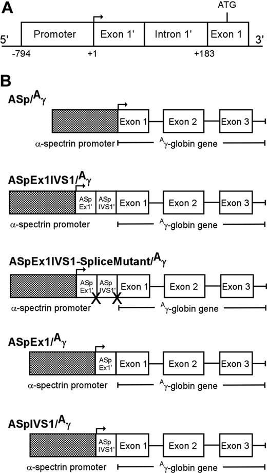 Figure 1. Human α-spectrin gene/Aγ-globin transgenes. (A) A map of the erythrocyte α-spectrin promoter region. The minimal promoter (−794 to +1), untranslated exon 1′ (exon 1′), and intron 1′ (IVS1′), which is spliced out in 50% of α-spectrin transcripts, are shown. (B) A human α-spectrin (ASp) fragment containing the minimal α-spectrin promoter with or without downstream regions (ASp/Aγ), exon 1′ + IVS 1 (ASpEx1IVS1/Aγ), exon 1′ alone (ASpEx1/Aγ), or IVS 1 alone (ASpIVS1/Aγ), was fused to the human Aγ-globin gene to create the transgene constructs shown. One transgene, ASp promoter-exon 1-IVS1-splice mutant/Aγ-globin-splice mutant (ASpEx1IVS1 splice mutant/Aγ) was created with the conserved splice junction sequences of intron 1′ abolished.