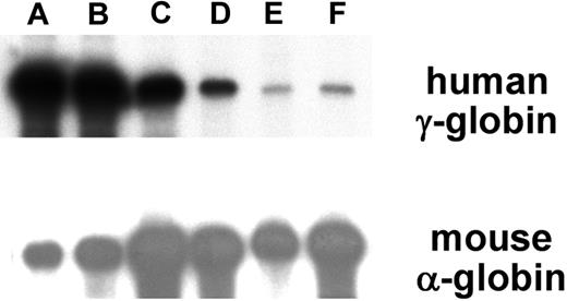Figure 2. Detection of α-spectrin gene/Aγ-globin mRNA in reticulocytes of transgenic mice. RNA from adult reticulocytes was hybridized to 32P-labeled antisense riboprobes for the human Aγ-globin gene (top panel) and the mouse α-globin gene (bottom panel) and digested with RNase. Protected fragments were separated by polyacrylamide gel electrophoresis followed by radiography. Representative transgenic lines are shown, (A-F) with the letters above the lanes corresponding to Table S3. Autoradiography time of the exposure shown was 20 hours for the γ-globin probe and 5 hours for the α-globin probe, respectively.