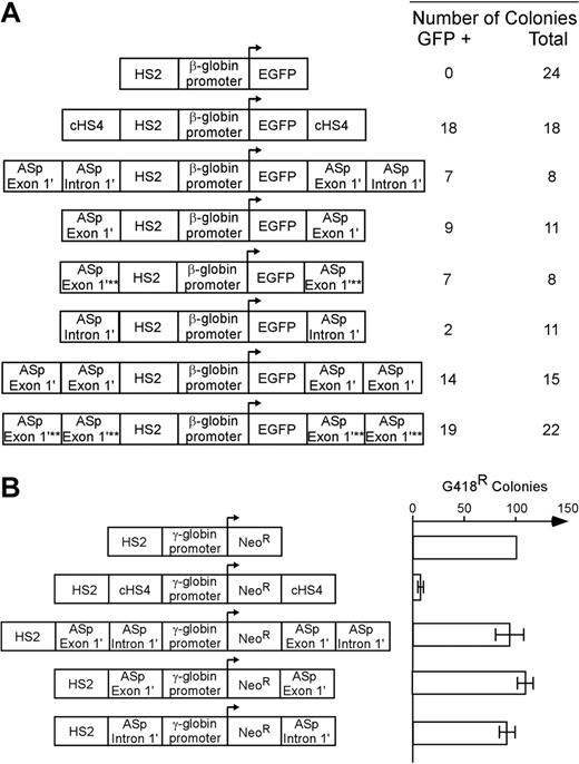 Figure 5. Insulator functions of the α-spectrin gene 183-bp exon 1′ + intron 1′ region. (A) Analysis of barrier-element function. The indicated constructs were cotransfected into K562 cells along with a pRSV-neomycin plasmid for selection of individual clones. Individual clones were isolated and expanded in G418 containing medium and switched to nonselective medium before analysis of GFP expression by FACS. The total number of clones analyzed and the number of GFP-expressing (+) clones are shown at the right. Southern blot analysis was used to confirm that all clones had an intact GFP construct. χ2 analysis of the observed versus expected number of GFP+ clones demonstrated that gene silencing was significantly inhibited (P < .001) for all test fragments except for α-spectrin intron 1′ (P > .05). Abbreviations are: HS2: Hypersensitive site 2 from the mouse β-globin cluster locus control region; EGFP: the coding sequence for the enhanced green fluorescent protein gene; cHS4: Hypersensitive site 4 from the chicken β-globin cluster locus control region; ASp: α-spectrin; asterisks denote mutation of the exon 1′ GATA site that disrupts GATA binding to DNA. (B) Analysis of enhancer blocking activity. The indicated constructs were transfected into K562 cells and plated in semisolid medium to allow growth of individual clones. The relative number of colonies was normalized to HS2 γ-Neo. The cHS4 insulator element was used as positive control. HS2, Hypersensitive site 2 from the mouse β-globin gene locus control region; γ, the human γ-globin promoter; Neo, the coding sequence for the neomycin-resistance gene. Error bars represent numbers of normalized colonies obtained from multiple experiments.