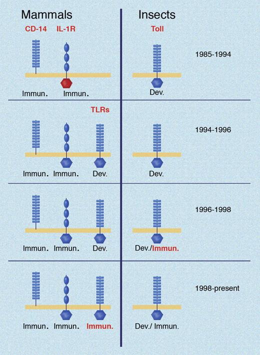 Figure 1. Key developments in the TLR field over time. Conceptual advances shown in red for both insects and mammals. Toll was identified as a developmental protein in 1985. CD14 was identified as a part of the LPS receptor in 1990; the IL-1 receptor was cloned in 1988 and noted to have domain homology to Toll in 1991. In 1994, mammalian TLRs were first identified, but incorrectly assumed to have developmental functions based on what was known in Drosophila at the time. In 1996, the dual immunologic/developmental character of Drosophila Toll was recognized. The immune function of a mammalian TLR was first demonstrated in 1998. Illustration made with assistance of Marie Dauenheimer.