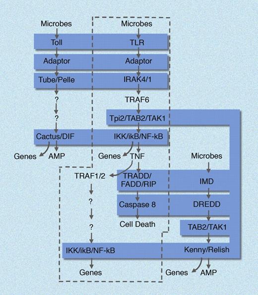 Figure 2. Homologies between mammalian and insect immune defense pathways. In mammals (enclosed in dashed curve), TLR and TNF signaling pathways are unified, in that TNF is produced in response to all TLR ligands, and then signals via the TNF receptors to induce cell death and NF-κB activation in other cells. In Drosophila, the Toll pathway and the Imd pathway are separated, each responding independently to microbial stimuli. Molecular homologies are shaded in blue. AMP indicates antimicrobial peptide. Genes, implies the induction of many hundreds of NF-κB dependent genes. Figure is not all encompassing and is meant to emphasize core similarities between the pathways. Illustration made with assistance of Marie Dauenheimer.
