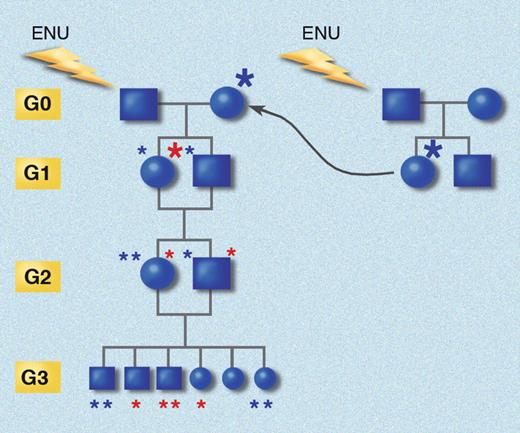 Figure 3. Inbreeding protocol for generating homozygous mutations. G0 mice are bred to germline mutant G1 females, and siblings from both the G1 and G2 generations are crossed. The chance for homozygosity for each G1 mutation is only 1 in 16 in every G3 mouse. Red asterisks indicate mutations originating from the G0 sire; blue asterisks indicate mutations originating in the G1 dam. Star size indicates derivation from an immediate ancestor (large) or from a more remote ancestor (small). Generations (yellow boxes) are aligned. This strategy has the advantage of introducing X-linked mutations into the pedigree, and causes homozygosity for autosomal mutations at a rate 1.39 times greater than would be the case if additional mutations were not introduced by breeding each G0 with a G1 mutant female. Illustration made with assistance of Marie Dauenheimer.