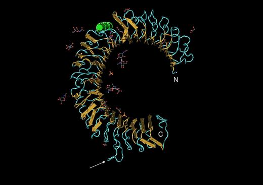Figure 4. The ectodomain of a TLR3 subunit.51 “Worms” rendering with yellow arrows indicating beta sheet and green coil indicating alpha helix, imaged with the program CN3D. From NCBI protein database, PDB 1ZIW. Amino terminal (N) and carboxy terminal (c) ends of the structure are indicated. Loops outside the solenoid (arrow) may give flexibility to the protein. Carbohydrate residues (ball and stick) may influence association between subunits and/or binding of ligand.