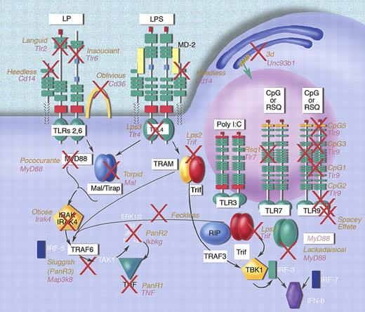 Figure 5. TLR signaling pathways established by mutagenesis. Each red × represents a different mutation. The relationship of proteins within the signaling pathways has been deduced biochemically and by reference to domain structures of the target molecules. Some mutations have yet to be found, but affect proteins critical for signal transduction. Illustration made with assistance of Marie Dauenheimer.