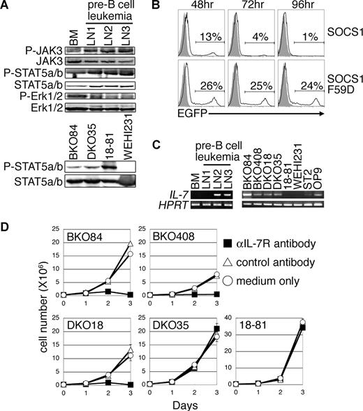 Figure 1. Constitutive activation of JAK3/STAT5 signaling by autocrine IL-7 expression confers proliferation ability on BLNK−/− pre-B leukemia cells. (A) Activation state of JAK3, STAT5a/b, and Erk1/2 in primary BLNK−/− pre-B leukemia cells (top panel) and of STAT5a/b in BLNK-pBLs (bottom panel) was assessed by Western blotting of the cell lysates with antibodies against an activation-coupled phosphorylated site in each protein. The same filters were reblotted with the antibodies against each protein. BM indicates pre–B cells purified from bone marrow cells of BLNK−/− mice that did not develop the leukemia. LN1–3 indicates pre-B leukemia cells purified from enlarged lymph nodes of 3 individual BLNK−/− mice. (B) BKO84 cells were transduced with either SOCS1 or SOCS1 F59D via retrovirus vectors containing EGFP as a selection marker. EGFP fluorescence in the infected (open) and nontreated (shaded) cells at the indicated times after infection was analyzed by flow cytometry. The percentage of EGFP+ cells in each infected sample is indicated. (C) RT-PCR analysis of IL-7 mRNA in primary BLNK−/− pre-B leukemia cells (left panel; the same samples as in panel A), BLNK-pBLs, A-MuLV–transformed pre–B-cell line 18-81, B-cell lymphoma line WEHI231, and IL-7–producing stromal cell lines ST2 and OP9 (right panel). HPRT mRNA was amplified to control cDNA quantity. (D) Growth curves of BLNK-pBLs and 18-81 cultured in the medium containing αIL-7R (■), class-matched control antibody (▵), or none (○) are shown. Each symbol represents mean numbers (± SD) of triplicate cultures. All data except panel A (top) are representative of 3 independent experiments.