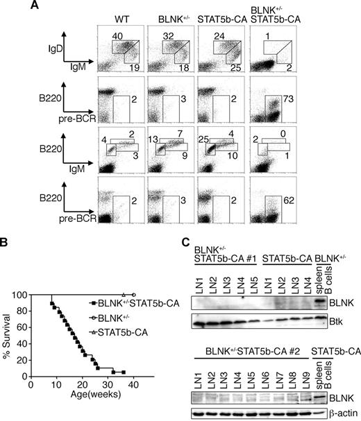 Figure 3. Transgenic expression of constitutively active STAT5 accelerates pre–B-cell leukemogenesis in BLNK+/− mice. (A) Flow cytometric analysis of nucleated cells of spleens (panels in top 2 rows) and bone marrows (panels in bottom 2 rows) from mice of the indicated genotypes. Numbers indicate percentage of cells falling in each window. Data are representative of 3 independent experiments. (B) Kaplan-Meier curves depicting the proportion of mice that remain alive with age. BLNK+/− (○), STAT5b-CA (▵), and BLNK+/−STAT5b-CA (■) mice are shown. (C) Western blot analysis for BLNK and Btk (top) or β-actin (bottom) proteins in primary pre-B leukemia cells from individual lymph nodes (LN#) in 2 BLNK+/−STAT5b-CA mice (#1 and #2; top and bottom, respectively) or a STAT5b-CA mouse (top). As controls, proteins from MACS-purified spleen B cells from unaffected BLNK+/− (top) or STAT5b-CA (bottom) mouse are included.