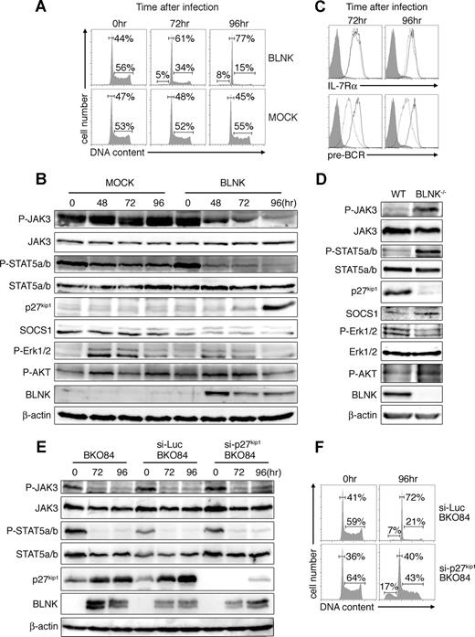 Figure 4. BLNK negatively regulates the JAK3/STAT5 signaling pathway in pre-B leukemia cell lines and primary pre–B cells. (A-C) BKO84 cells were infected with retroviral vectors carrying either BLNK cDNA or no cDNA insert (MOCK) coupled via an IRES to rCD2. rCD2+ cells were sorted by MACS 48, 72, and 96 hours after infection and used for each analysis. (A) Cell-cycle analysis was done as in Figure 2A. (B) Cell lysates were analyzed by Western blot analysis with the indicated antibodies. (C) Surface expression of IL-7Rα and pre-BCR in rCD2− cells (solid line) and rCD2+ cells (dotted line) were analyzed by flow cytometry. Nonstained controls are shown in gray. (D) κ− λ− B220+ pro/pre–B cells were purified from the bone marrow of WT or BLNK−/− mice by MACS sorting, cultured in the medium containing IL-7 for 96 hours, lysed, and then analyzed by Western blot analysis with the indicated antibodies. All data are representative of 3 independent experiments. The reason for the increased phospho-ERK1/2 in both mock- and BLNK-introduced cells (panel B; see also Figure 6B) is unclear, but it might be due to the stresses that the cells might have suffered during the retroviral infection. (E,F) Parental, si-Luc, or si-p27kip1 BKO84 cells were transduced with BLNK and rCD2+ cells were sorted at the indicated time points as in panels A to C, and analyzed by Western blotting (E) or for cell-cycle profiles (F), as in panels B or A, respectively.