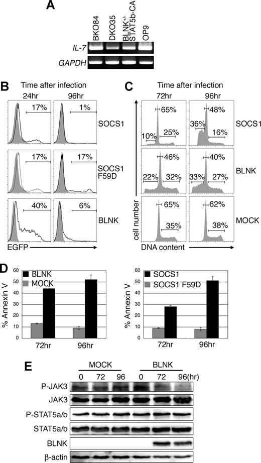 Figure 5. BLNK expression in BLNK+/−STAT5b-CA pre-B leukemia cell line induces apoptosis. (A) RT-PCR analysis of IL-7 and GAPDH (cDNA quantity control) mRNA expression in the indicated cell lines. (B) The BLNK+/−STAT5b-CA pre-B leukemia cell line was infected with retroviral vectors carrying either SOCS1, SOCS1 F59D, or BLNK, coupled via an IRES to EGFP. EGFP expression in the virus-infected cells (open) and noninfected cells (shaded) was analyzed by flow cytometry. The percentage of EGFP+ cells in each infected sample is indicated. (C-E) BLNK+/−STAT5B-CA pre-B leukemia cell line was infected with retroviral vectors carrying either SOCS1, SOCS1 F59D, BLNK, or none (MOCK), coupled via an IRES to rCD2. rCD2+ cells were sorted by MACS 72 and 96 hours after infection and used for each analysis. (C) Cell-cycle profiles of SOCS1, BLNK, or MOCK-transduced cells were analyzed as in Figure 2A. (D) Sorted cells were stained with annexin-V and analyzed by flow cytometry. The mean (± SD) proportion of apoptotic cells (Annexin-V+) in duplicate samples is indicated by each bar. (E) Lysates of BLNK- or MOCK-transduced cells were analyzed by Western blotting with the indicated antibodies. All data are representative of 2 independent experiments.