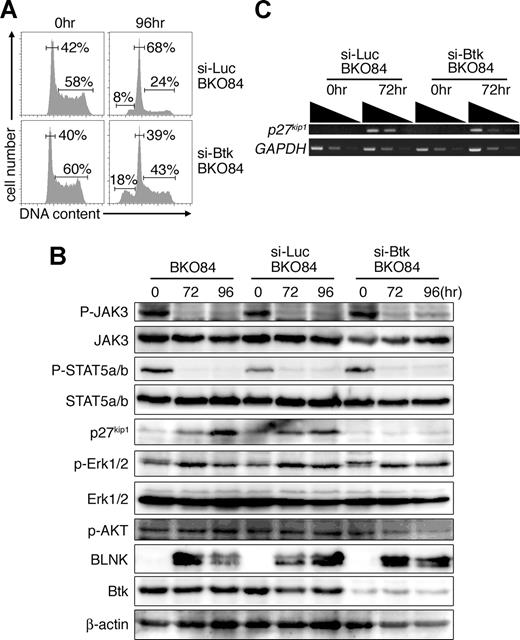 Figure 6. BLNK-inhibition of JAK3/STAT5 signaling pathway is Btk independent, but induction of p27kip1 protein and cell-cycle arrest are Btk dependent in BKO84 cells. (A-C) BKO84, si-Luc BKO84, and si-Btk BKO84 cells were infected with a retroviral vector carrying BLNK coupled via an IRES to rCD2, and rCD2+ cells were sorted by MACS 72 and 96 hours after the infection and used for each analysis. (A) Cell-cycle profiles of the BLNK-transduced si-Luc BKO84 and si-Btk BKO84 cells were analyzed as in Figure 2A. (B) Cell lysates were analyzed by Western blotting with the indicated antibodies. (C) Semiquantitative RT-PCR analysis of p27kip1 mRNA and GAPDH mRNA (cDNA quantity control) in BLNK-transduced si-Btk BKO84 and si-Luc BKO84 cells 72 hours after infection. All data are representative of 2 independent experiments.