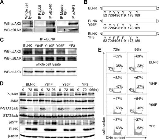 Figure 7. BLNK binding with JAK3 is essential for the inhibition of JAK3/STAT5 signaling, leading to cell-cycle arrest and apoptosis. (A) BKO84 cells were infected with a retroviral vector carrying BLNK. At 48 hours later, these cells were lysed and immunoprecipitated with αBLNK antibody or a control rabbit IgG (center panels), or with αJAK3 antibody or a control mouse IgG (right panels). These precipitates and the lysates (left panels) were analyzed by Western blotting with αJAK3 (top) or αBLNK (bottom) antibodies. (B) Tyrosine-to-phenylalanine mutants of BLNK. The numbers indicate the positions of tyrosine (Y) or substituted phenylalanine (F) residues in BLNK or BLNK mutants. Other single Y-to-F mutants, Y84F and Y119F, were not depicted. (C-E) BKO84 cells were infected with retroviral vectors carrying either BLNK or one of the BLNK mutants coupled via an IRES to rCD2. (C) Cells were lysed 48 hours after infection, immunoprecipitated with αBLNK antibody, and then blotted with αJAK3 (top) or αBLNK (middle) antibodies. The cell lysates were blotted with αJAK3 antibody (bottom). (D,E) At 72 and 96 hours after infection, rCD2+ cells were sorted by MACS. The sorted cells were lysed, and the lysates were analyzed by Western blotting with the indicated antibodies (D). Cell-cycle profiles of the sorted cells were analyzed as in Figure 2A (E). All data are representative of 2 independent experiments.