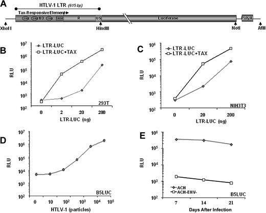 Figure 1. Luciferase activity is inducible by Tax. (A) Schematic representation of the transgenic construct used. Tax activates viral transcription by recruiting CRE binding transcription factor (CREB) to the U3 region of the 5′LTR. Luciferase activity in lystates from (B) 293T cells and (C) NIH3T3 cells 2 days after cotransfection with 100 ng of CMV-Tax and indicated amounts of LTR-Luc plasmid. (D) Luciferase activity from lysates of B5Luc cells, (B5 cells containing stably integrated LTR-Luc), cocultured with indicated numbers of irradiated HTLV-1 infected (Tax-expressing) cells or with (E) 105 irradiated HTLV-1 infected cells for 3 weeks. Data represent the average of 2 experiments in duplicate.
