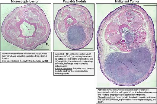 Figure 7. Model overview of tumorigenesis in TAX-LUC mice. Schematic summary of the proposed mechanism of tumorigenesis and stages associated with bioluminescence. Photographs of H&E-stained tail sections representing stages of inflammation-induced tumorigenesis in this model. Bar = 1 mm.