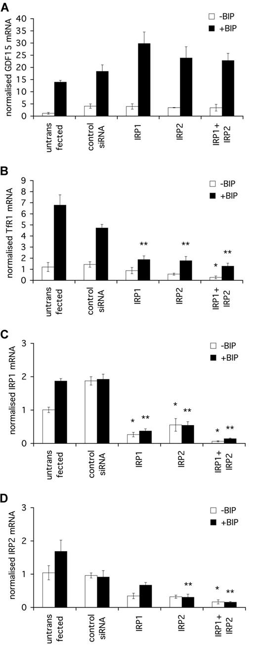Figure 2. GDF15 induction by iron depletion is independent of IRP. HeLa cells were seeded at 2 × 105 cells/mL and transfected at 24 hours and 48 hours with 200 nM IRP1 siRNA, IRP2 siRNA, or a combination of both. dHIF siRNA was used as an irrelevant control siRNA. After the second transfection, cells were treated with 100 μM BIP for a further 16 hours, after which cells were harvested for RNA extraction. (A) qPCR quantification of GDF15 induction by BIP in the presence of various IRP siRNA treatments. (B) qPCR quantification of transferrin receptor 1 (TfR1) induction by BIP. TfR1 was used as a control for an IRP1- and IRP2-dependent iron-responsive gene. (C) qPCR quantification of IRP1 expression in cells treated with IRP1 siRNA alone, IRP2 siRNA alone, or with a combination of siRNAs. (D) qPCR quantification of IRP2 expression in cells treated with IRP1 siRNA alone, IRP2 siRNA alone, or with a combination of siRNAs. *P < .05 compared with control siRNA without BIP. **P < .05 compared with control siRNA with BIP.
