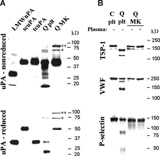Figure 5. Forms of uPA and α-granule proteins stored in day-13 QPD cultured megakaryocytes compared with platelets. Panels show proteins evaluated by Western blotting after SDS-PAGE. (A) Nonreduced (top panel) and reduced (bottom panel) uPA in QPD megakaryocytes (Q MK) compared with platelets (Q plt). Recombinant low-molecular-weight (LMW), single-chain (sc), and 2-chain (tc) uPA are shown for reference. High-molecular-weight complexes (* and **) and forms recognized by PAI-1 antibodies (*) are indicated. (B) TSP-1, VWF, and P-selectin in QPD megakaryocytes (Q MK), grown with (+) or without (−) plasma, compared with control (C plt) and QPD (Q plt) platelets.
