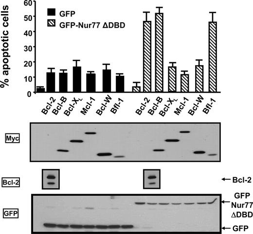 Figure 2. Nur77 collaborates with Bcl-2, Bfl-1, and Bcl-B to induce apoptosis. HeLa cells in 12-well plates were cotransfected with 0.3 μg plasmids encoding either GFP or GFP-Nur77ΔDBD in combination with 1 μg plasmids encoding the 6 antiapoptotic Bcl-2 family members. After 1 day, cells were washed with PBS, fixed with 3.7% formaldehyde, and stained with DAPI to visualize nuclei by UV microscopy. The percentages of apoptotic cells were determined by counting 200 GFP-positive cells, scoring cells having nuclear fragmentation and/or chromatin condensation. Data are reported as means plus or minus SE (n = 3). For assessing protein expression (bottom 3 panels), lysates were prepared from transfected cells, normalized for total protein content, and analyzed by SDS-PAGE/immunoblotting using Bcl-2, Myc, and GFP antibodies. The Bcl-2 data were derived from a single blot, and the bands were aligned with the apoptosis results for clarity of presentation.