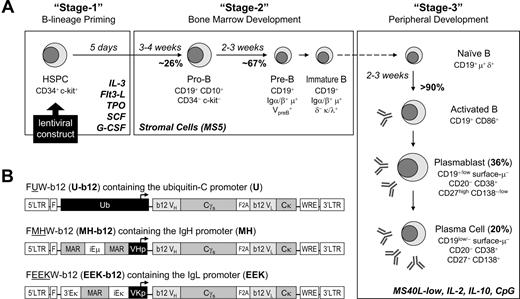 Figure 1. Engineering human HSPCs to produce b12, a broadly neutralizing antibody against HIV-1 gp120, after in vitro maturation to B lymphocytes. (A) A 3-stage, in vitro human B lymphopoiesis culture system was established. Lentiviral constructs were introduced to the HSPCs to achieve B-cell programming. During the 5 days of stage 1, IL-3 (10 ng/mL), Flt3 ligand (Flt3-L; 10 ng/mL), thrombopoietin (TPO; 10 ng/mL), SCF (5 ng/mL), and G-CSF (5 ng/mL) primed the HSPCs for B-lineage commitment. The 6-week stage 2 used stromal support (MS5) and generated a mixture of pre-B and immature B cells from CD34+ HSPCs. The 3-week stage 3 promoted B-cell activation, proliferation, and differentiation into antibody-secreting plasmablasts and plasma cells by the presence of IL-2 (10 ng/mL), IL-10 (100 ng/mL), CpG (2 μM), and MS5 cells stably expressing a low level of CD40L (MS40L-low cells). The surface markers at different stages of B-cell development are shown. (B) Three lentiviral constructs were generated that carried the secretory form of b12-IgG1 driven by either the ubiquitin-C (U-b12), Ig heavy chain (MH-b12), or Ig light chain promoter (EEK-b12). The MH promoter contained the human μ chain promoter (VHp) preceded by the iEμ enhancer flanked by matrix association regions (MAR). The EEK promoter contained the κ light chain promoter (VKp) preceded by an intronic enhancer (iEκ), an MAR, and a 3′ enhancer (3′Eκ). The secretory γ (γs) heavy chain and κ light chain genes with b12 variable regions were linked through F2A (2A sequence from foot-and-mouth disease virus) sequences. LTR indicates long terminal repeats; F, HIV-1 flap element; WRE, woodchuck hepatitis virus posttranscriptional regulatory element.