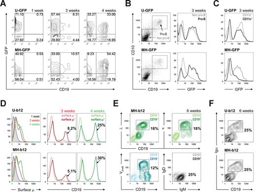Figure 2. Stage 2: in vitro development of human B cells on stromal cells. (A) HSPCs primed and transduced with either U-GFP (top panels) or MH-GFP (bottom panels) lentiviral constructs were cultured on MS5 stromal cells for the indicated periods of time. The cultures were maintained biweekly as described in “In vitro human B lymphopoiesis culture system.” GFP expression and appearance of CD19+ cells were monitored using flow cytometry. (B) Pro-B cells started to appear at 3 weeks of stage 2, as monitored by the expression of both CD19 and CD10 on the cell surface. When gates were applied to pro-B versus non–pro-B and GFP expression was analyzed in these gates, the MH promoter showed pro-B cell–specific expression, whereas the ubiquitin promoter did not discriminate between the cells. The lighter lines represent non–pro-B cells; the darker lines represent pro-B cells. (C) Similar analysis was used to compare CD11c+ dendritic cells to CD11c− cells. (D) Surface μ heavy chain was detected as early as 3 weeks (central panels) into stage 2 and increased at 4 weeks (right panels). The colored labels match the colored lines in the graphs. The percentages shown are those of total live cells. (E) Expression levels of λ and κ light chains, VpreB surrogate light chain, and μ and δ heavy chains were plotted against CD19 expression, indicating a mixture of pre-B and immature B cells at the end of stage 2. The percentages shown are those of total live cells. (F) CD19+ cells was positive for Igα at the end of stage 2 (6 weeks). When both Igα and Igβ were examined, the percentage of Igα+ cells and that of Igβ+ cells was similar. In all analyses, cells carrying EEK-b12 showed a similar phenotype to those with MH-b12 (data not shown). Unless specified, all fluorochrome-conjugated antibodies were purchased from BD Biosciences PharMingen (San Diego, CA) or BioLegend (San Diego, CA). Flow cytometry was performed on a BD FACSCalibur System (BD Biosciences, San Jose, CA), and the results were analyzed using the FlowJo software (TreeStar, Ashland, OR).