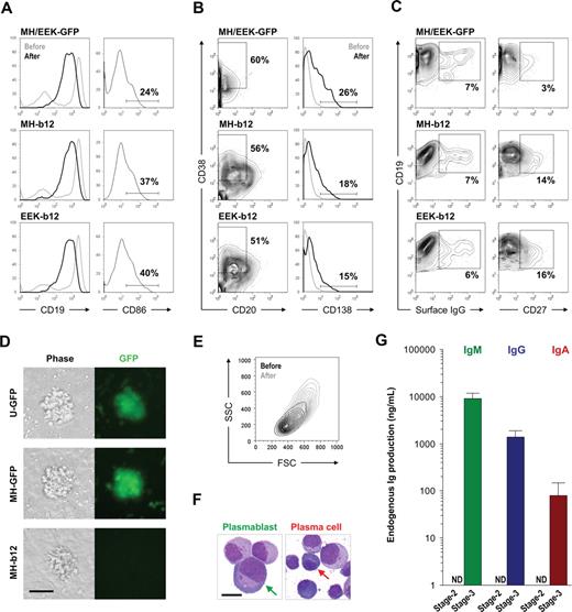 Figure 4. Stage 3: activation and plasma cell differentiation of in vitro–developed human B cells. Cells from stage 2 were transferred onto the MS40L-low monolayer and incubated in the presence of IL-2 (10 ng/mL), IL-10 (100 ng/mL), and CpG (2 μM) for 2 to 3 weeks. (A) Comparison of CD19 expression before (lighter lines) and after (darker lines) stage 3 showed an increased percentage of CD19+ cells but a decrease of CD19 intensity. Expression of CD86 is also shown. (B) Regardless of the promoter (MH or EEK) and transgene (GFP or b12), both plasmablasts (CD20−CD38+CD138−) and plasma cells (CD20−CD38+CD138+) were generated. The percentages shown are those of total live cells. (C) Class-switched B cells (surface IgG+) and memory B cells (CD19+CD27+) were also generated. The percentages shown are those of CD19+ cells. (D) B cells from stage 2 proliferated during stage 3 and formed clusters on the MS40L-low monolayer as shown in the phase-contrast and fluorescent images. Bar represents 25 μm. Cell clusters were visualized by a Nikon epifluorescence microscope equipped with a GFP filter set (4× objective lens). (E) A representative forward (FSC) and side (SSC) scatter graph of CD19+ cells before (darker traces) and after (lighter traces) stage 3 is shown. The cells after stage 3 were larger in size and more granular than those before stage 3. (F) Representative Wright stain images of plasmablasts and plasma cells as indicated by arrows. Bar represents 5 μm. For Wright stains, single cell suspensions were cytospinned onto slides, air-dried, stained, and examined on an Olympus BX-51 microscope (10× objective lens) and photographed using a Spot Digital Camera. (G) Endogenous levels of IgM, IgG, and IgA production by cells carrying no virus or the GFP transgene at the end of stage 2 and stage 3 were assayed using ELISA. ND indicates not detectable.