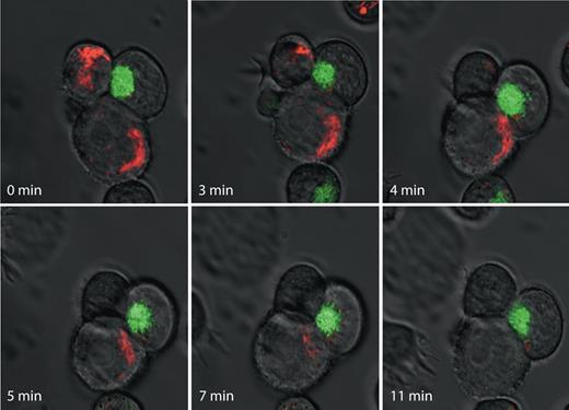 Figure 1. Time-lapse imaging of mitochondrial polarization in target cells during cytotoxic lymphocyte-induced death. YTS human natural killer (NK) cells stably expressing human grB-EGFP chimeric protein (green) were mixed with human 721.221 B cells stained with the potentiometric dye TMRE (red) and were spotted on a glass coverslip and immediately placed on a heated microscope stage. Images were acquired using a Zeiss Axiovert confocal microsope (Jena, Germany). Images were acquired at 37°C on an LSM 510 laser scanning confocal microscope mounted on a Zeiss Axiovert 100M microscope fitted with a Plan Neofluar oil objective (40×/1.3 NA) and analyzed with LSM5 software (Zeiss). Representative images at indicated time points are shown.