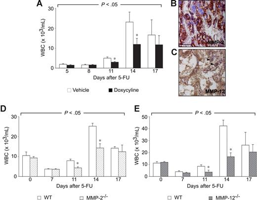 Figure 1. MMP inhibition and hematopoietic recovery after 5-FU. (A) Compared with vehicle controls, WBC counts in C57Bl6 mice treated with 30 mg/kg doxycycline were impaired at different time points after 5-FU (200 mg/kg intravenously). P < .05 versus vehicle (n = 10; ANOVA). *P < .05 versus vehicle per time point. (B,C) Immunostaining on BM sections of WT mice for different MMPs at 7 days after 5-FU (200 mg/kg intravenously). MMP-2 (B, brown) was expressed in stroma cells/matrix and hematopoietic cells. MMP-12 (C, brown) was expressed in stroma cells/matrix and hematopoietic cells such as macrophages (black arrowheads). Magnification bars represent 50 μm. (D,E) Compared with their respective WT controls, WBC counts in MMP-2−/− (D) and MMP-12−/− mice (E) were impaired at different time points after 5-FU (200 mg/kg intravenously). P < .05 for each genotype versus WT (n = 8-15; ANOVA). *P < .05 versus WT per time point.