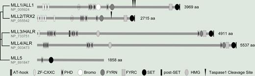 Domain compositions of MLL family members.