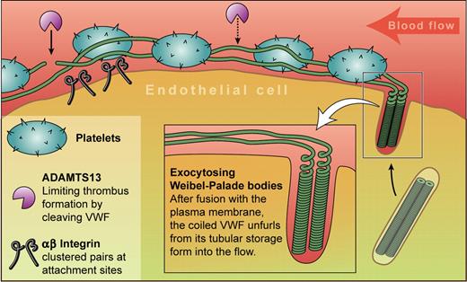 An endothelial cell releases von Willebrand factor (VWF) by exocytosis of Weibel-Palade bodies. Their fusion to the plasma membrane triggers unfurling of the coiled VWF into the blood where it collects platelets to form the characteristic “beads on a string.” Anchor points containing αvβ3 integrins occur at intervals, and ADAMTS13 cuts the strings, reducing their prothrombotic potential. Professional illustration by Kenneth X. Probst.