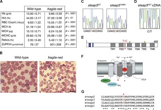 Figure 1. Identification of an ENU-induced missense substitution in Steap3 in the fragile-red mouse mutant. (A) Peripheral blood erythrocyte indices from 8-week-old wild-type (WT; n = 8) and fragile-red homozygous mice (n = 7). Data show means and SDs. Statistical analysis was performed using unpaired t test to WT controls. (B) Representative peripheral blood film from wild-type and fragile-red. Bar = 10 μm. (C) 867T → C substitution in steap3 cDNA. (D) Sequence trace of bone marrow cDNA from a Steap3Y288H/+ (steap3HET) mouse. (E-G) Location of the mutation (starred) in the domain structure of Steap3 (E) in model (F), showing putative structure of the ferrireductase in endosomal membrane (central heme iron in red), and in amino acid sequence (G) between transmembrane domains 2 and 3.