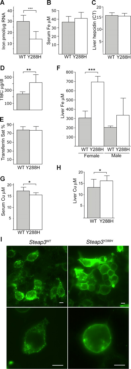 Figure 2. Loss of endosomal targeting of the Steap3Y288H reduces ferrireductase activity and the uptake of iron and copper. (A) Ferrireductase activity in whole blood preparations: incubations were carried out for 30 minutes and normalized to TCA RNA (n = 11 wild-type; n = 8 mutant). (B) Serum iron (n = 11 WT; n = 9 mutant); (C) liver hepcidin, expressed as cycle threshold (Ct) (n = 8 WT; n = 12 mutant); (D) TIBC (n = 8 WT; n = 6 mutant); and (E) transferrin saturation (n = 8 WT; n = 6 mutant). (F) Liver iron in male and female WT (n = 5 or 7) and mutant mice (n = 3 or 6). (G) Serum and (H) liver copper in WT (n = 12) and mutant mice (n = 9). Graphs show means (columns) and SDs of the mean (bars). Statistical analysis was performed using unpaired t test to WT controls: *P = .01 to .05; **P = .001 to .01; ***P = < .001. (I) Localization of FLAG-tagged wild-type Steap3 (Steap3WT) and Steap3Y288H in HEK-293T cells in images taken at ×40 and ×100 magnification. Images were obtained using a Zeiss Axioplan 2 upright microscope and a 63×/1.4 NA oil-immersion objective and Zeiss Meta confocal imaging software (Zeiss, Thornwood, NY). Bars = 10 μm.