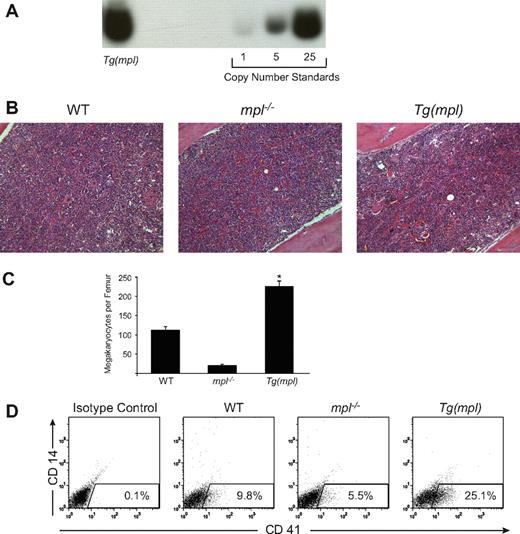 Figure 1. Transgene copy number and increased marrow megakaryocytosis in the Tg(mpl) mouse. (A) Southern blot determination of transgene copy number in DNA isolated from the marrows of Tg(mpl) mice and copy number standards generated by dilution of plasmid containing the mpl transgene into genomic DNA from the marrows of mpl−/− mice. Transgene copy number in Tg(mpl) mice was determined to be 38 based on band intensities quantitated by PhosphorImager. (B) Hematoxylin-eosin–stained sections of femurs from WT (C57BL/6J), mpl−/−, and Tg(mpl) mice were examined by light microscopy (original magnification, × 200). (C) Morphologically recognizable megakaryocytes were counted in whole femur sections from each strain. Numbers represent the mean plus or minus SE of 6 femurs taken from 3 mice in each group. *P ≤ .003, Tg(mpl) versus WT and Tg(mpl) versus mpl−/−. (D) Representative 2-color flow cytometric analysis of indirect immunofluorescence staining of 8- to 10-week-old WT, mpl−/−, and Tg(mpl) mice bone marrow populations stained with anti-CD41–FITC, anti-CD14–PE, and isotype-matched control antibodies. The percentage of cells staining CD41+/CD14− is shown in the bottom right of each histogram and is representative of 3 independent experiments (4 mice from each strain were pooled in each experiment).