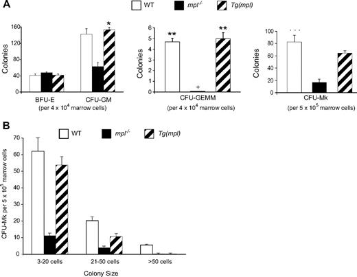Figure 2. Comparison of hematopoietic progenitors in the marrows of WT, mpl−/−, and Tg(mpl) mice. (A) BFU-E, CFU-GM, CFU-GEMM, and CFU-Mk progenitors were grown in methylcellulose and collagen–based media and enumerated; + indicates no CFU-GEMM colonies grew from mpl−/− marrow; n = 3 mice from each strain. *P = .006 versus mpl−/−; **P ≤ .013 for WT versus mpl−/− and for Tg(mpl) versus mpl−/−; ***P ≤ .014 for WT versus mpl−/− and for Tg(mpl) versus mpl−/−. (B) Size of CFU-Mk colonies. The CFU-Mk colonies (total counts shown in panel A) were further characterized by size. There were significantly fewer large (> 20-cell) colonies in Tg(mpl) than WT marrow (P < .005). Means plus or minus SE are shown.