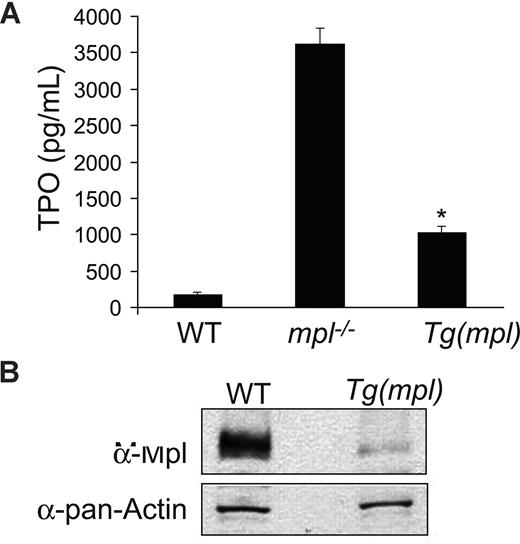 Figure 4. Plasma TPO levels and platelet Mpl expression. (A) TPO levels determined by ELISA on peripheral blood plasma from WT, mpl−/−, and Tg(mpl) mice; n = 3 to 4 mice for each strain. *P ≤ .003, Tg(mpl) versus WT and Tg(mpl) versus mpl−/−. Means plus or minus SE are shown. (B) Expression of Mpl on platelet lysates analyzed by Western blot probed with Mpl antiserum (top panel). The blot was stripped and reprobed with anti–pan-actin antibody to ensure equal amount of protein in each lane (bottom panel). Levels of Mpl in Tg(mpl) platelets are 9-fold lower than that in WT.