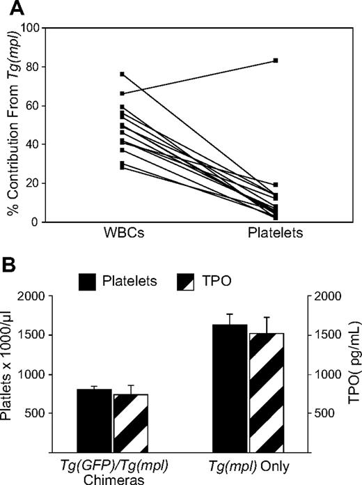 Figure 5. WBC and platelet reconstitution in chimeric mice. (A) Irradiated Tg(mpl) recipients were reconstituted with a 1:3 ratio of marrow cells from Tg(GFP) and Tg(mpl) donors. At 16 weeks after transplantation, the contribution of peripheral blood leukocytes and platelets coming from each of the engrafted donor marrow stem cells in chimeric mice was determined by flow cytometry; n = 15 mice. (B) A comparison of platelet counts and TPO levels in mice that received transplants that resulted in bone marrow chimeras (n = 15) and from mice that were reconstituted with only Tg(mpl) stem cells (n = 4). Means plus or minus SE are shown.