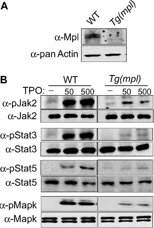 Figure 6. TPO-induced signaling in WT and Tg(mpl) megakaryocytes. Bone marrow cells were harvested from mice and grown in serum-free medium with 37.5 ng/mL mTPO for 3 days; megakaryocytes were then purified using an albumin density-gradient column achieving a final enrichment of greater than 90%. (A) Western blots using Mpl antiserum demonstrates the relative Mpl expression in both WT and Tg(mpl) megakaryocytes. (B) Isolated megakaryocytes were incubated in a serum-free, cytokine-free medium for 10 hours and then stimulated with 50 ng/mL or 500 ng/mL mTpo for 12 minutes. Total cell lysates, normalized for protein concentration, were separated by 4% to 20% SDS-PAGE and immunoblotted with the indicated phosphospecific antibodies (Jak2, Stat3, Stat5, and MAPK; “Methods”). Blots were then stripped and reprobed with appropriate antibodies to ensure equal amounts of protein in each lane (bottom panels). Relative phosphorylation levels were quantitated by densitometry. Results are representative of 2 independent experiments.