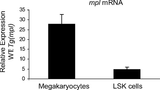 Figure 7. Expression levels of mpl in megakaryocytes and LSK cells. Expression levels of mpl mRNA, normalized to Gapdh levels, was determined in megakaryocytes and LSK cells from WT and Tg(mpl) mice. Results shown were compiled from 3 separate experiments using pooled samples from 3 mice in each strain per experiment. Means plus or minus SE are shown.