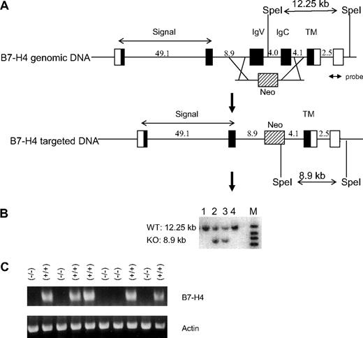 Figure 1. Generation of B7-H4 KO mice. (A) Strategy for disruption of the B7-H4 gene. A 4.7-kb DNA fragment containing exons encoding the IgV and IgC domains of murine B7-H4 gene is substituted by a 1.7-kb fragment encoding the neomycin resistant (Neo) gene. Closed boxes represent B7-H4 coding exons. Lines between exons represent intron sequences. Open boxes represent untranslated exons. The Neo is represented by a shaded box. (B) Screen of targeted ES cells by Southern blot analysis. Genomic DNA of ES cells were digested with SpeI and probed with a fragment (probe) as indicated in panel A. (C) Lack of B7-H4 gene expression in B7-H4 KO mice. Liver RNAs were prepared from B7-H4 KO (−/−) and littermates (+/+). RT-PCR was performed with primers corresponding to the IgV domain of B7-H4 gene. RT-PCR of actin gene was used as positive control in the analysis.