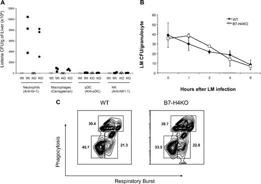 Figure 3. Increased neutrophils in B7-H4KO mice are required for resistance to infection but the bactericidal functions of neutrophils are normal. (A) Wild-type (WT) B6 mice or B7-H4KO (KO) mice of 6 to 9 weeks old at groups of 3 were used for all experiments. The mice were injected intraperitoneally with anti–Gr-1, anti-NK1.1, and anti-pDC mAb to deplete neutrophils, NK cells, and plasmatoid cells, respectively. Injection of carrageenan was used to deplete macrophages. Depletion of subset of cells was confirmed by flow cytometry analysis. After depletion, mice were challenged with 106 CFUs Listeria by intraperitoneal injection. Two days after Listeria infection, mice were terminated and the liver Listeria load was evaluated by colony plating assay. Listeria colonies in each mouse were shown. The data are expressed as CFUs/gram of liver. Data are representative of at least 3 independent experiments for each treatment. Open symbols indicate control reagents; closed symbols, treatment by antibody or carrageenan. (B) Neutrophils from B7-H4 KO mice have normal capacity to intake and digest Listeria. Three mice of B7-H4 KO or littermate control mice were intraperitoneally injected with l mL 3% thioglycollate. Mice were terminated 4 to 5 hours after injection and peritoneal cells were harvested and incubated with Listeria for 10 minutes. Listeria infection was stopped by washing cells with medium containing antibiotics in large volumes. Neutrophils were then cultured. At indicated time points, cultured cells were lysed and the cell lysates were plated for CFU counting as described in “Listeria infection of neutrophils in vitro.” Eror bars indicate SD (n = 3 samples). (C) Normal respiratory burst and phagocytosis of neutrophils from B7-H4KO mice. Neutrophils were harvested as described in panel B. Neutrophils (1 × 106) were incubated with 5 × 107 of red-fluorescent microbeads and 25 μM H2DCFDA for 30 to 60 minutes at 37°C. Red and green fluorescence were analyzed by flow cytometry and the results were expressed as percentage of cells with oxidative and/or phagocytic capacity. The data are representative of 2 separate experiments. There is no statistically significant difference between neutrophils with both oxidative and phagocytic capacity from WT and B7-H4KO mice.