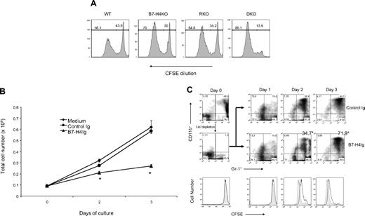 Figure 6. B7-H4 inhibits growth of neutrophil progenitors from BM. (A) B7-H4–deficient neutrophil progenitors have increased cell division. BM cells (2 × 106) from indicated mice were labeled with CFSE and cultured for 3 days. Cells were harvested and doubly stained with anti–Gr-1/CD11b mAb. The dilution of CFSE in gated Gr-1+CD11b+ neutrophils was analyzed by flow cytometry. Data represent at least 3 independently performed experiments. (B) BM was harvested by flushing both femoral bones of WT B6 mice. Lineage+ cells were removed by PE-labeled anti–Gr-1, anti-CD11c, anti-Ter119, anti-CD11c, anti-CD3, anti-B220, and anti-CD19 (BD PharMingen) followed by MACS anti-PE microbeads and LD-negative selection columns (Miltenyi Biotec). The Lin− cells in the BM were quantified and normally with 75% to 85% purity. Gr-1+/CD11b+ cells were completely depleted and were plated with 100 ng/mL SCF, 10 ng/mL G-CSF, and 40 μg/mL B7-H4Ig. Cells were harvested on 1 to 3 days for cell counting. Results are presented as triplicates of mean numbers with standard deviation. Data are a representative of 4 independent experiments. *P < .05. Error bars indicate SD (n = 3 wells of cultured cells). (C) Lin− BM cells were prepared and in vitro differentiated as described in panel B. Cells were harvested from day 1 to day 3 and analyzed by staining with anti–Gr-1 and anti-CD11b mAb. (Top panel) Treated by control Ig. (Middle panel) Treated by B7-H4Ig. Cell division was also monitored by flow cytometric analysis of CFSE dilution (bottom panel). Closed symbol indicates control Ig; open symbol, B7-H4Ig.