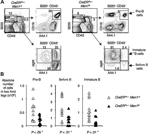 Figure 3. Decreased numbers of BM B lineage progenitors after Men1 inactivation. (A) BM B lineage progenitors were defined by flow cytometry. Pro-B cells: B220+CD43+AA4.1+CD19+; pre-B cells: B220+CD43−AA4.1+sIgM−; immature B: B220+CD43−AA4.1–sIgM+. (B) Absolute cell numbers calculated in 2 hind legs. ▵: control CreERTm+ Men1+/+; ▴: CreERTm+ Men1f/f mice. P values indicate the results of a Student t test (*, statistically significant, P < .05).