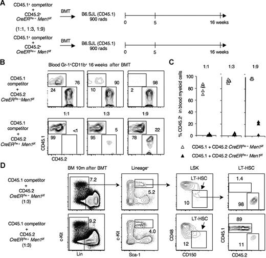 Figure 4. Markedly impaired function of menin-deficient hematopoietic stem cells after competitive transplantation. (A) Experimental design. BM was harvested from TAM-treated CreERTm+ Men1f/f or CreERTm− Men1f/f mice (CD45.2+). CD45.1+ competitor B6.SJL BM cells were mixed with an increasing number of CD45.2+ tester cells (1:1, 1:3, 1:9 ratios) and used to reconstitute lethally irradiated B6.SJL mice. (B) Contribution of CD45.2+ and CD45.1+ cells to blood Gr1+CD11b+ myeloid cells 16 weeks after transplantation. Representative examples are shown. (C) Percentage of CD45.2+ cells in blood myeloid cells at 16 weeks for each recipient (triangles) in 1 representative experiment. Similar data were obtained in 4 independent experiments. (D) Impaired repopulation of the long-term HSC compartment by menin-deficient progenitors. BM was analyzed 10 months after transplantation. A representative example is shown for recipients of a 1:3 competitor:tester ratio. Long-term HSCs were identified among LSK progenitors using SLAM markers, as follows: CD150+CD48−Lin–Sca-1hic-kithi cells.24