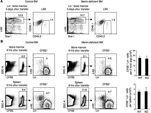 Figure 5. Normal homing of menin-deficient hematopoietic progenitors. (A) Unirradiated hosts: BM from TAM-treated CD45.2+ Cre-ERTm+ Men1f/f or control Cre-ERTm− Men1f/f mice was injected into the tail vein of CD45.1+ B6-SJL recipients (2.5 × 107 cells/mouse). Three days later flow cytometry was used to analyze the homing efficiency of CD45.2+ donor LSK cells in the host bone marrow. Contour plots are representative of 3 individual recipients in each group. (B) Irradiated hosts: lethally irradiated (900 rads) B6 mice were transplanted with 3 × 107 CFSE-labeled cells from TAM-treated CD45.2+ Cre-ERTm+ Men1f/f or Cre-ERTm− Men1f/f mice. The host BM and spleen were analyzed by flow cytometry 6 hours after transfer. Graphs show the absolute number of CFSE+Lin− cells recovered from 2 hind legs (mean + SEM). Contour plots are representative of 4 individual recipients in each group. WT indicates recipients of control cells; and KO, recipients of menin-deficient cells.