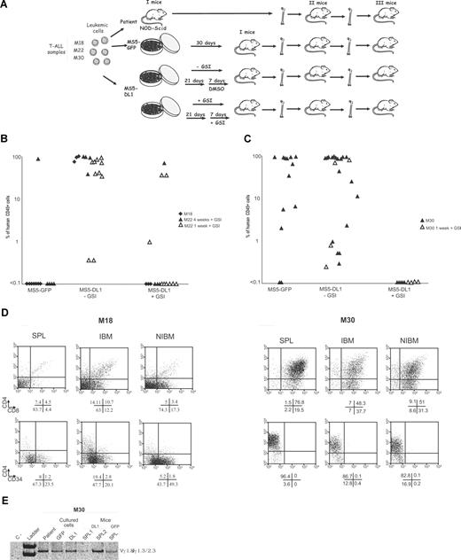 Figure 5. NOTCH regulates T-LiC activity in vivo. (A) Design of the experiments. (B,C) Analysis of human CD45+ cell engraftment in the IBM of mice transplanted 3 months before with M18, M22 (B), and M30 (C) T-ALL cultured during 30 days in contact with MS5-GFP, MS5-DL1 in presence (+GSI: 1 or 4 weeks), or in absence (−GSI/DMSO: 1 or 4 weeks) of GSI. Each mouse received all the cells obtained from one culture well directly into one femur. At the time of death, IBM was analyzed separately from the rest of the BM. (D) Phenotype of human CD45+ cells engrafting different mouse hematopoietic organs after transplantation of MS5-DL1/cocultured M18 (left panels) and M30 (right panels) T-ALL leukemic cells. SPL indicates spleen. (E) γ-TCR gene rearrangement of M30 T-ALL at diagnosis and after coculture with MS5-GFP (GFP) or MS5-DL1 (DL1) cells. Results obtained with human cells recovered from the SPL of mice transplanted with cells cocultured with MS5-DL1 (Mice/DL1) or MS5-GFP (Mice/GFP) are also shown. Controls are as in Figure 1.