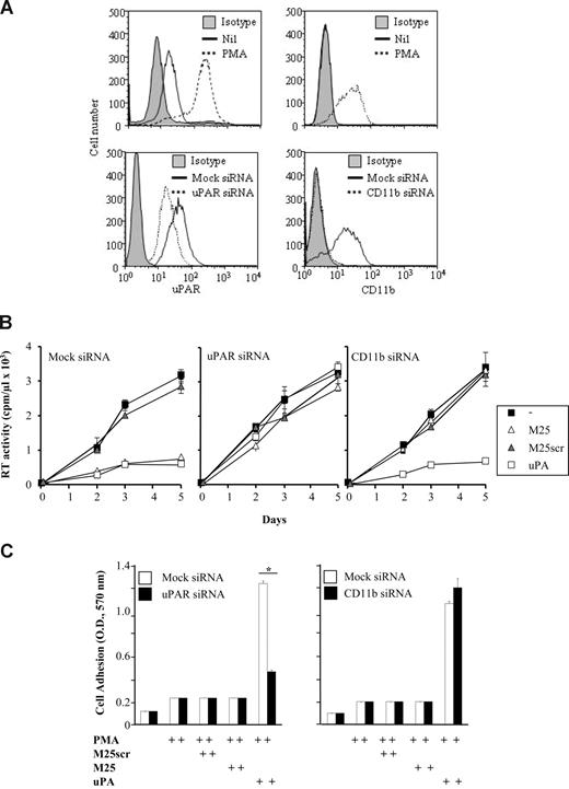 Figure 6. CD11b is required for the anti-HIV activity of M25 but not of uPA. (A) Expression of both uPAR and CD11b in unstimulated and PMA-stimulated U1 cells before (top panels) and after (bottom panels) transfection with their respective siRNA and control mock siRNA. The uPAR siRNA showed only a partial inhibitory effect on its target, whereas the CD11b siRNA abolished the expression of the integrin chain. (B) CD11b siRNA abolished the M25 inhibitory effects on HIV expression but did not affect uPA-dependent inhibition, whereas decreased uPAR expression abrogated the inhibitory effects of both agents. (C) Lack of CD11b expression did not interfere with uPA/uPAR–dependent adhesion of PMA-stimulated U1 cells to the plastic substrate, an adhesion that was otherwise inhibited by uPAR siRNA (*P < .001). No effect of M25 on the adhesion of PMA-stimulated U1 cells was observed. The results shown were derived from one experiment representative of 4 independently performed experiments. cpm indicates counts per minute.