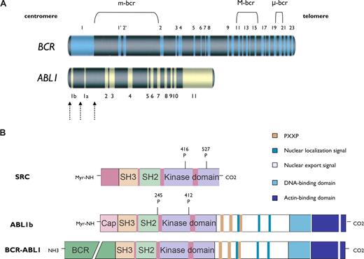 Figure 1. Schematic representation of the ABL1 and BCR genes and the BCR-ABL1 kinase. (A) BCR contains 23 exons. Exons 1′ and 2′ of BCR are alternative exons within the first intron. The 3 main breakpoint cluster regions (m-bcr, M-bcr, and μ-bcr) in BCR are presented. ABL1 contains 2 alternative first exons (1b and 1a). The dashed arrows represent the breakpoints within ABL1. The combination of breakpoints within BCR and ABL1 genes generates different fusion transcripts encoding proteins with distinct molecular weights. (B) The structural modularity of SRC, ABL1b, and BCR-ABL1 kinases is shown. SRC and ABL1 kinases share a common central core (42% overall homology) composed of a tyrosine kinase domain, an SRC-homology-2 (SH2) domain, and an SH3 domain. The domains upstream of the SH3 domain and downstream of the kinase domain differ significantly between SRC and ABL1 kinases. The NH2 terminus in ABL1 and BCR-ABL1 kinases is the “Cap” region. Two isoforms of ABL1 (human types 1a and 1b) are generated by alternative splicing of the first ABL1 exon. ABL1b contains a myristate site (Myr-NH) at the extreme end of the amino-terminal segment, which binds to the kinase domain and keeps the SH2-SH3 autoinhibitory structure in place (ie, in the “off state”). The homology region in SRC family kinase is the N-terminal membrane-localization domain (also referred to as the SH4 domain). Tyrosine phosphorylation sites are shown.