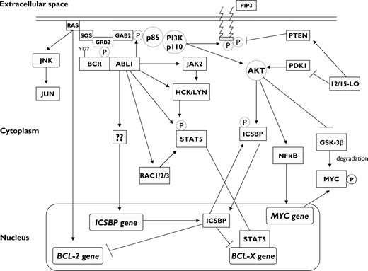 Figure 2. Molecular signaling in BCR-ABL1–positive myeloid progenitors. The phosphorylated Tyr177 residue of BCR serves as a docking site for growth factor receptor-bound protein 2 (GRB2), which binds GRB2-associated binding protein 2 (GAB2), as well as SOS (a guanine-nucleotide exchanger of RAS), resulting in RAS-MAPK activation, which in turn results in BCL-2 gene transcription. Upon phosphorylation by BCR-ABL1, GAB2 recruits phosphatidylinositol 3-kinase (PI3K), which activates AKT. AKT activation results in increased transcription of MYC gene and stabilization of MYC protein via inhibition of its degradation by GSK-3β. BCR-ABL1 also activates STAT5, both directly and indirectly through activation of JAK2 and the SRC kinases HCK and LYN. The end result is the activation of BCL-X gene transcription. By contrast, BCR-ABL1 abrogates the transcription of interferon consensus sequence binding protein (ICSBP) through an unknown mechanism, which releases the ISCBP-mediated inhibition of BCL-2 and BCL-X gene transcription and results in increased survival of myeloid progenitors. The same effect is attained via 12/15-lipoxygenase (12/15-LO), which may either inhibit PDK1 or activate PTEN (both regulators of AKT), thus resulting in increased phosphorylation of ICSBP. The net effect of BCR-ABL1 kinase activation is the promotion of cell proliferation and survival. Pointed arrows indicate direct interactions and/or activation. Blunt-ended arrows indicate inhibitory effects. GSK-3β, glycogen synthase kinase-3β; PIP3, phosphatidylinositol-3,4,5-triphosphate.
